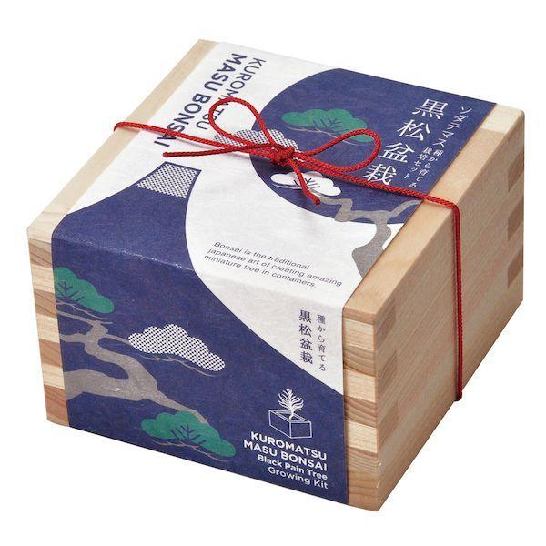 Bonsai Growing Kit - Masu (Wooden Box) - Kuromatsu