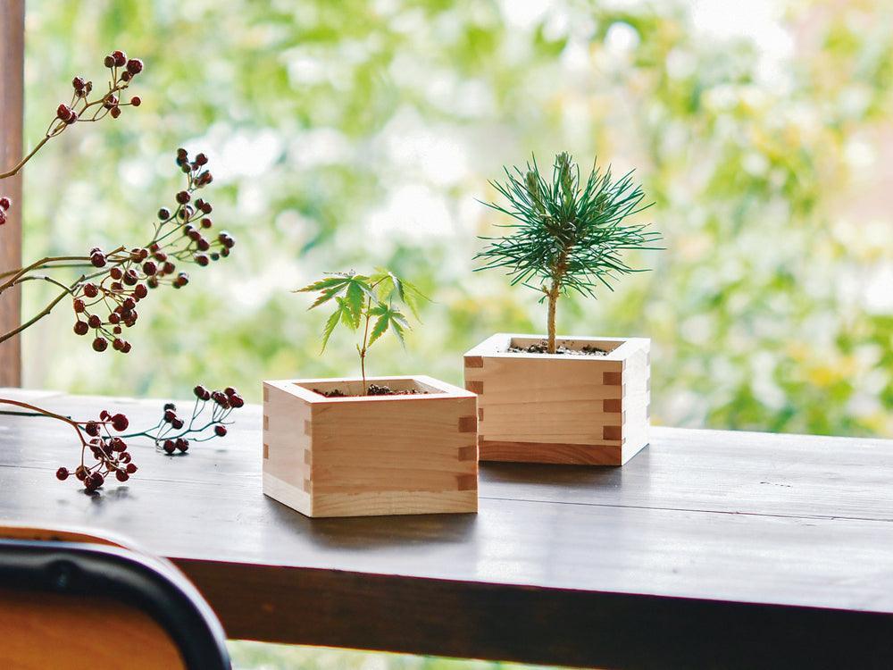 Bonsai Growing Kit - Masu (Wooden Box) - Kuromatsu