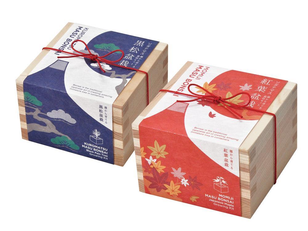 Bonsai Growing Kit - Masu (Wooden Box) - Kuromatsu
