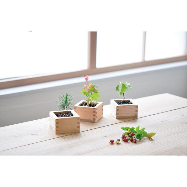 Bonsai Growing Kit - Masu (Wooden Box) - Kuromatsu