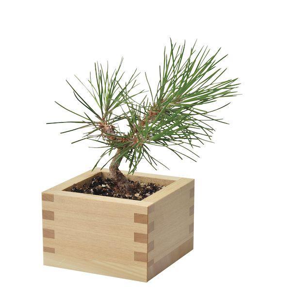 Bonsai Growing Kit - Masu (Wooden Box) - Kuromatsu